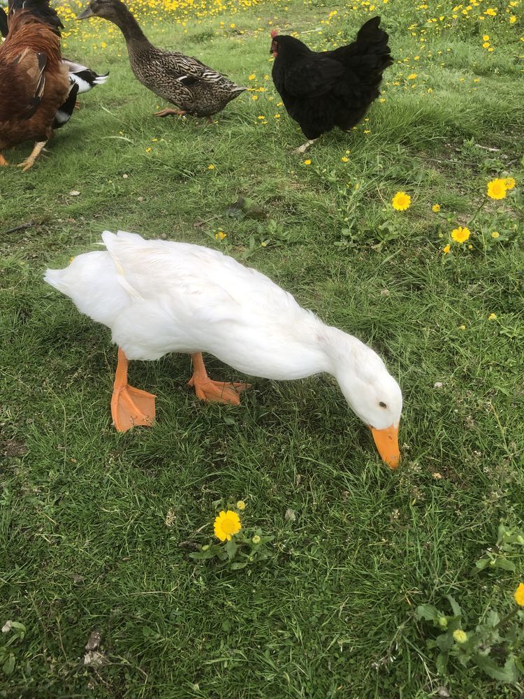 Casal Patos Pequim