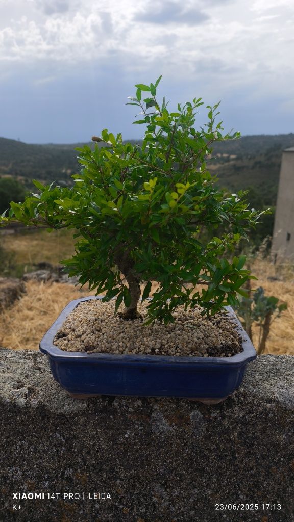 Bonsai Romãzeira