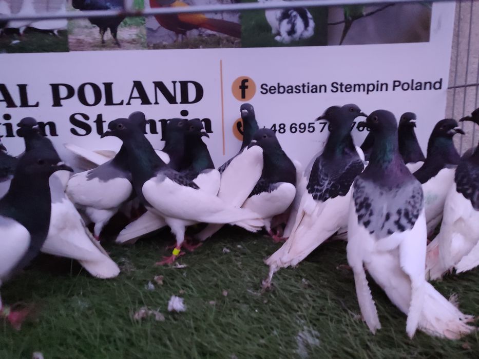 Gołębie. Murzyny. Murzyn. Możliwy transport