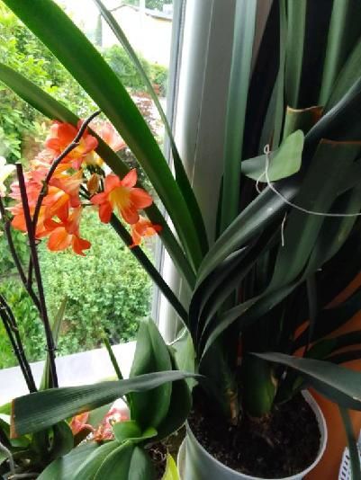 Kliwia, roślina domowa