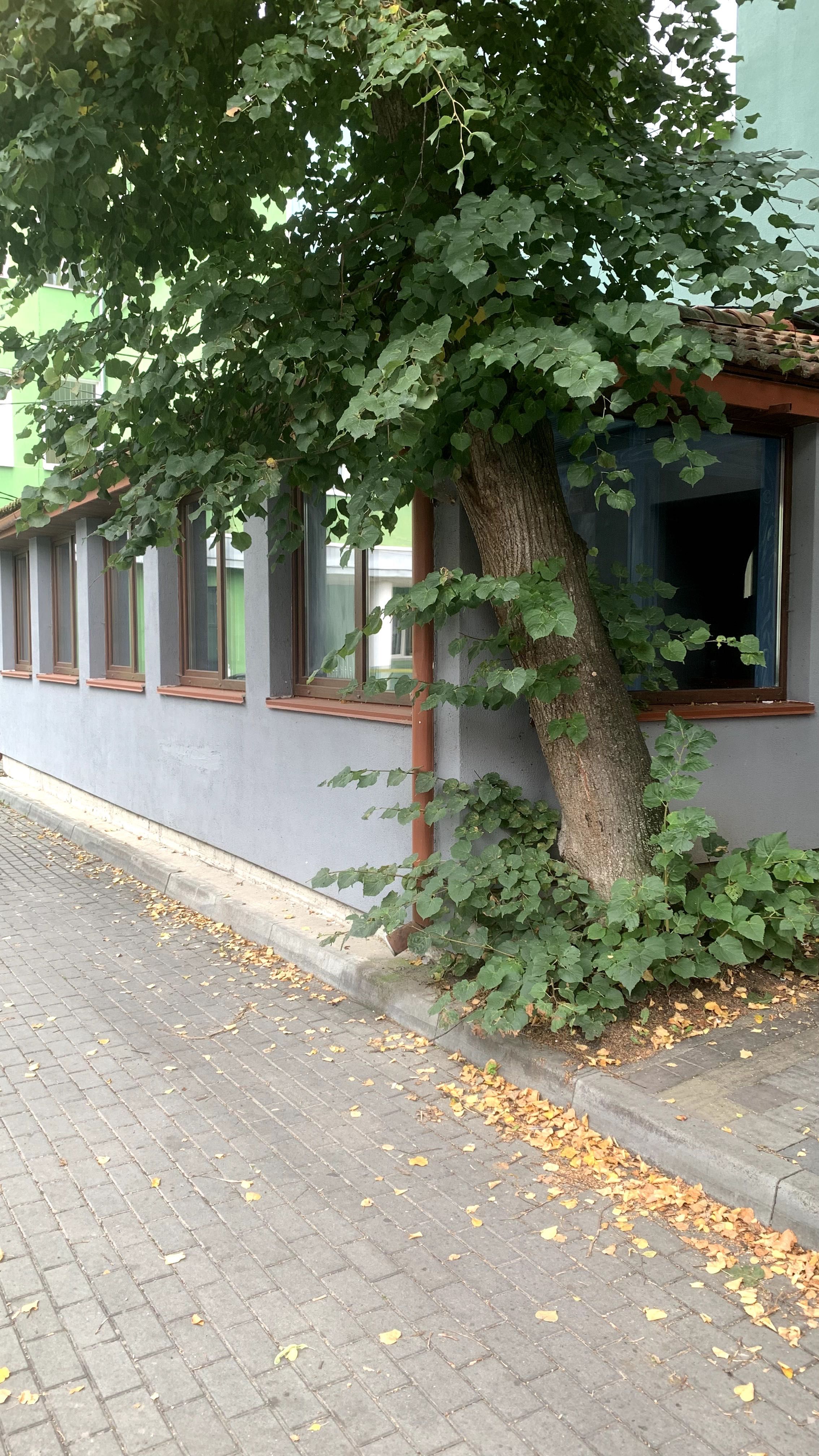 Оренда/Продаж Комерційного Приміщення в Центрі Тернополя від власника
