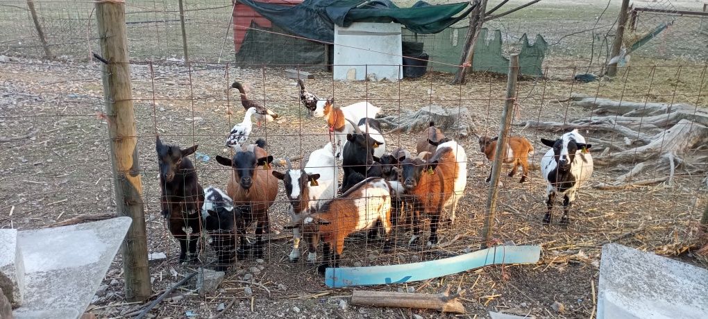 Cabras anãs minis 2.5 a 3 meses