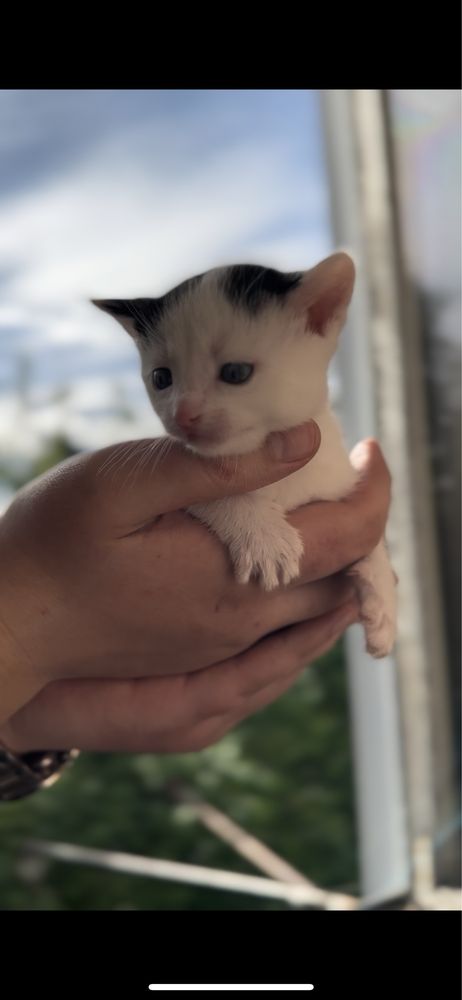 Віддам кошеня дівчинка 1.5 міс