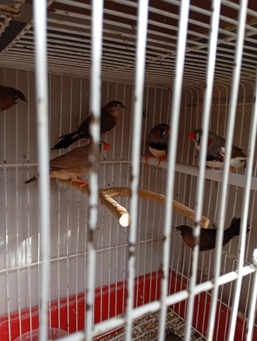 Mandarins e Bengalins 2025