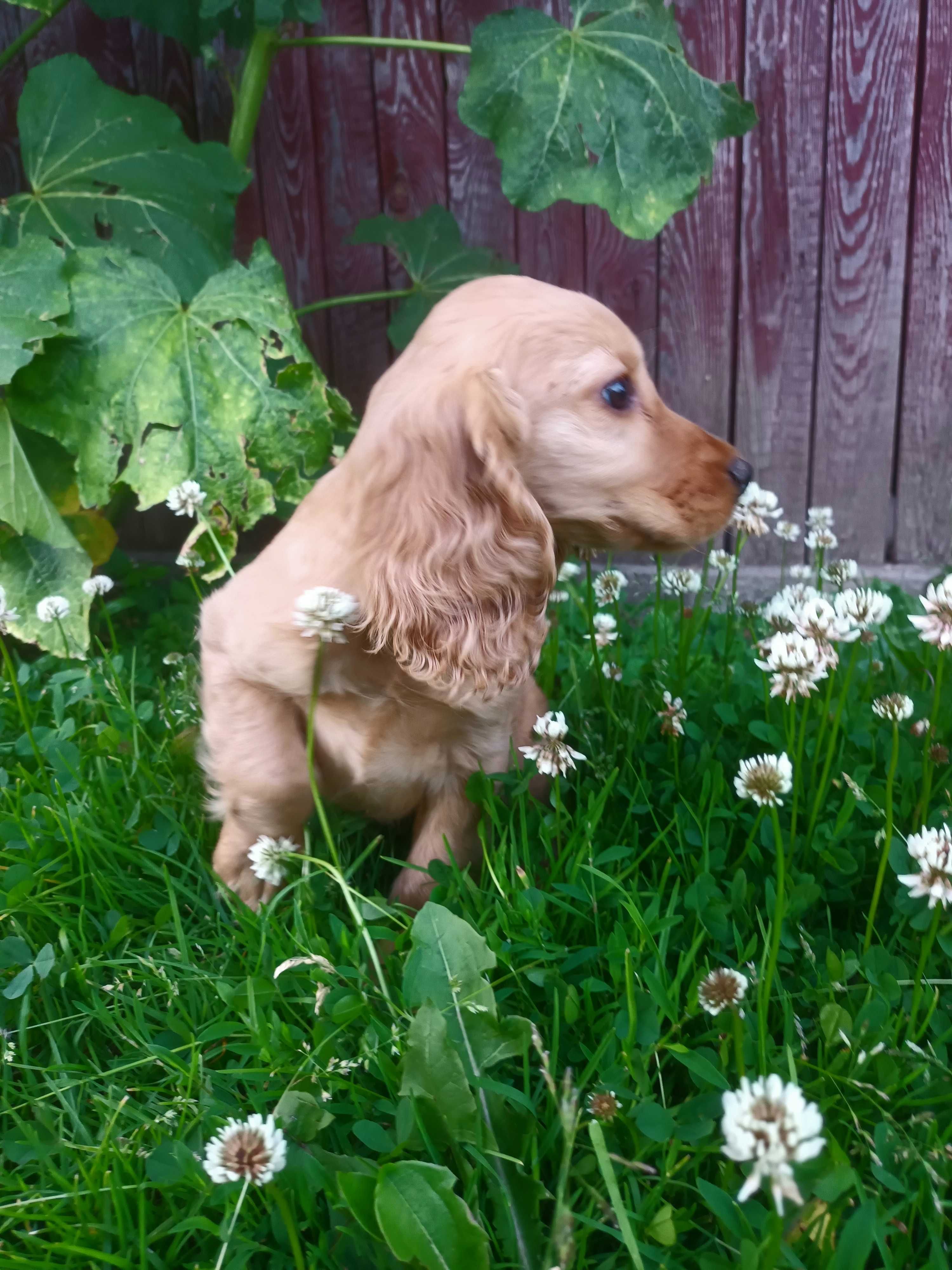 Cocker spaniel szczeniak gotowy do odbioru