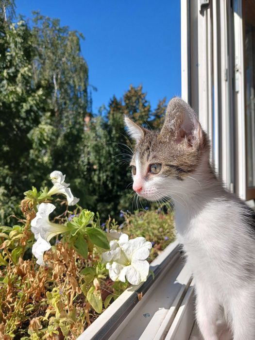 КОШЕНЯТА в добрі руки