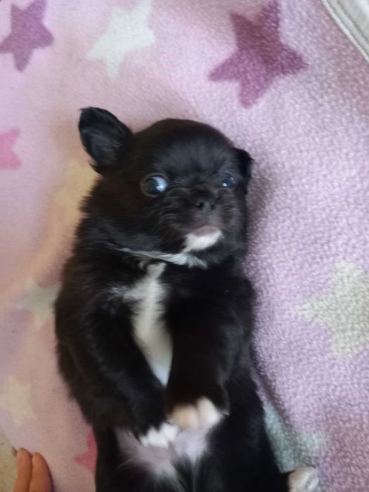 Chihuahua długowlosa