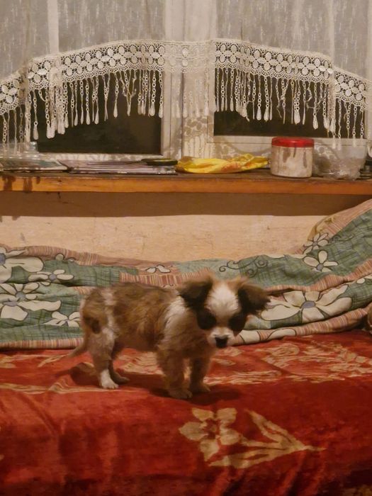 Степан   Мартинюк