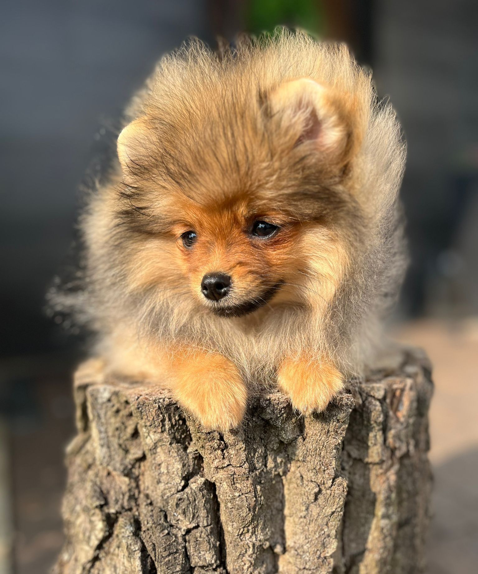 Pomeranian szpic miniaturowy gotowy do odbioru