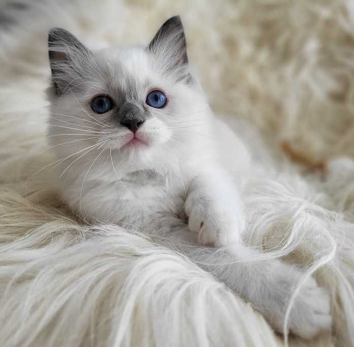 Ragdoll  z rodowodem - odbiór koniec sierpnia:)
