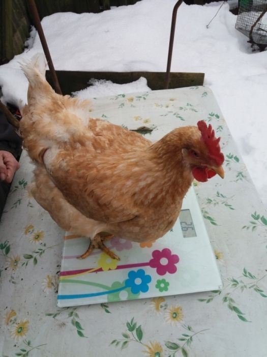 Міні м'ясна палева інкубаційне яйце