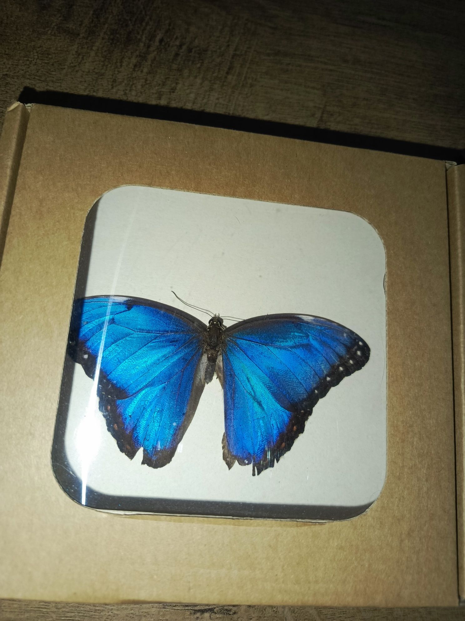 Motyl w gablotce Morpho prawdziwy żywy ozdoba niebieski owad