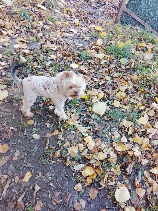 Продам Ёрка девочку