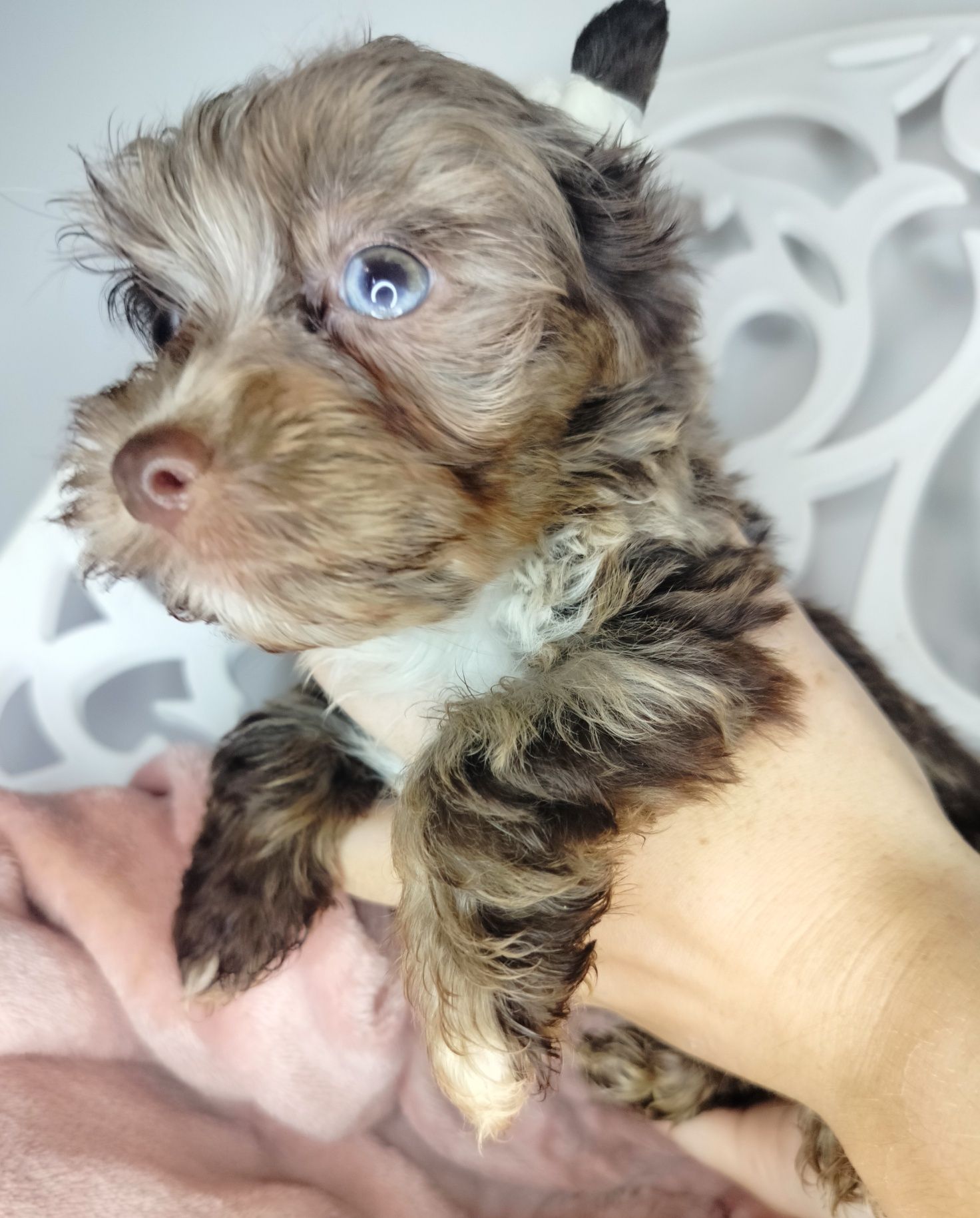 Yorkshire Terrier, pies, XS, Chocomerle