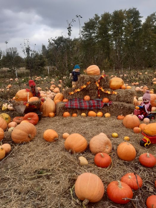 Seradela.łubin.nostrzyk.żyto jare.owies.pszenżyto.gorczyca.rzodkiew.fa