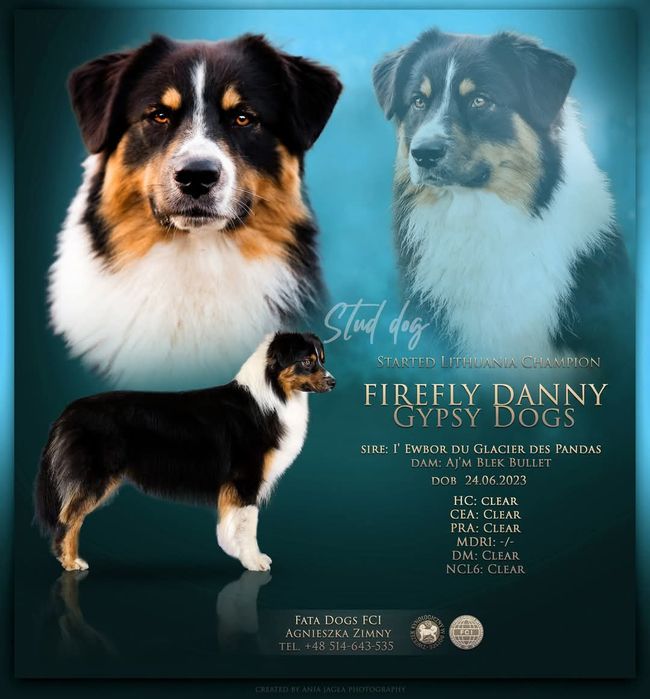 Reproduktor owczarek australijski