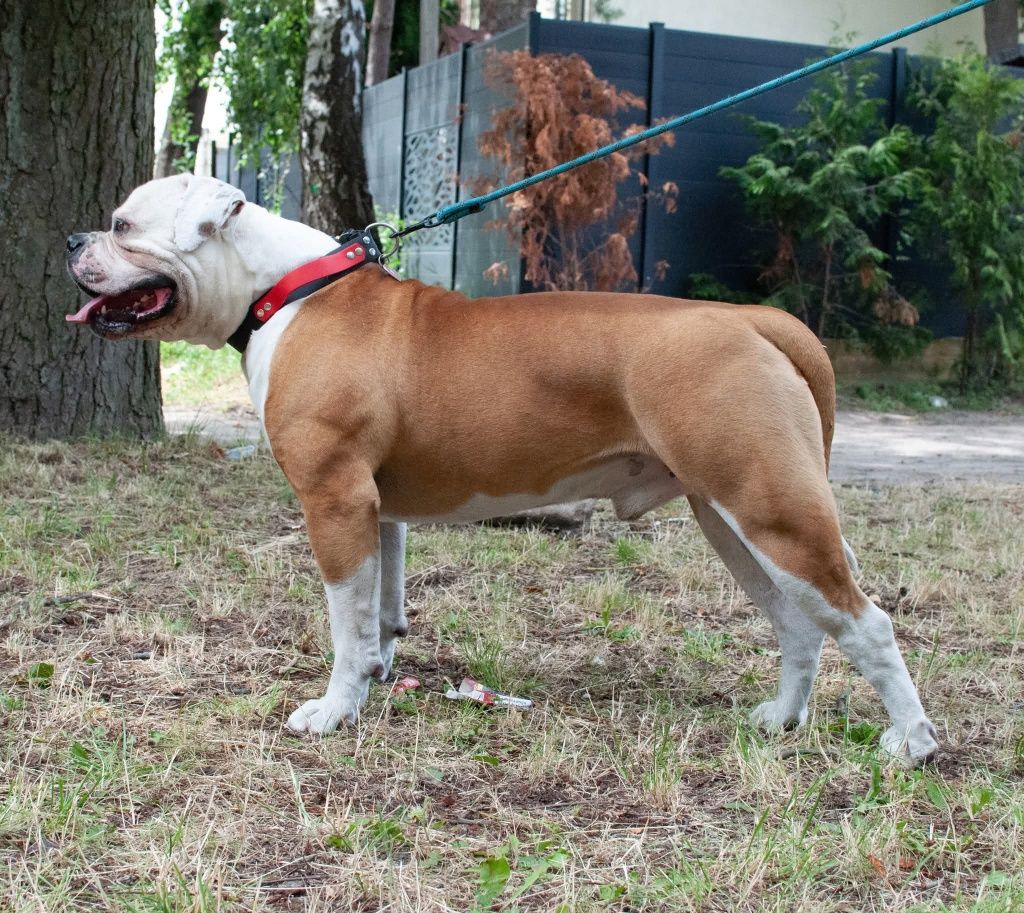 Buldog Amerykański zapowiedź miotu