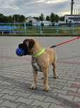 Bullmastiff MAGNUS szczeniak 3/12/24 gotowy do odbioru FCI zkwp