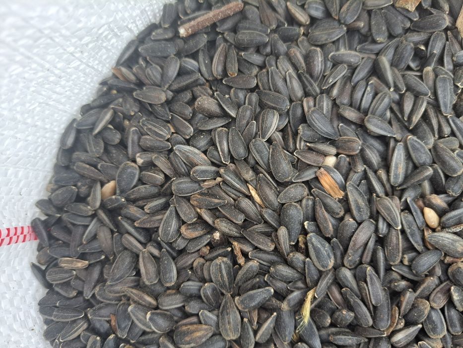 WYSYŁKA SŁONECZNIK 2025 ziarno ładne suche grube woreczek 10kg