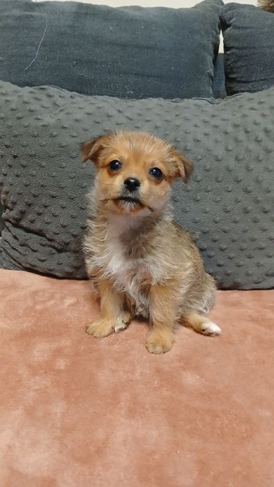 Do adopcji malutki piesek