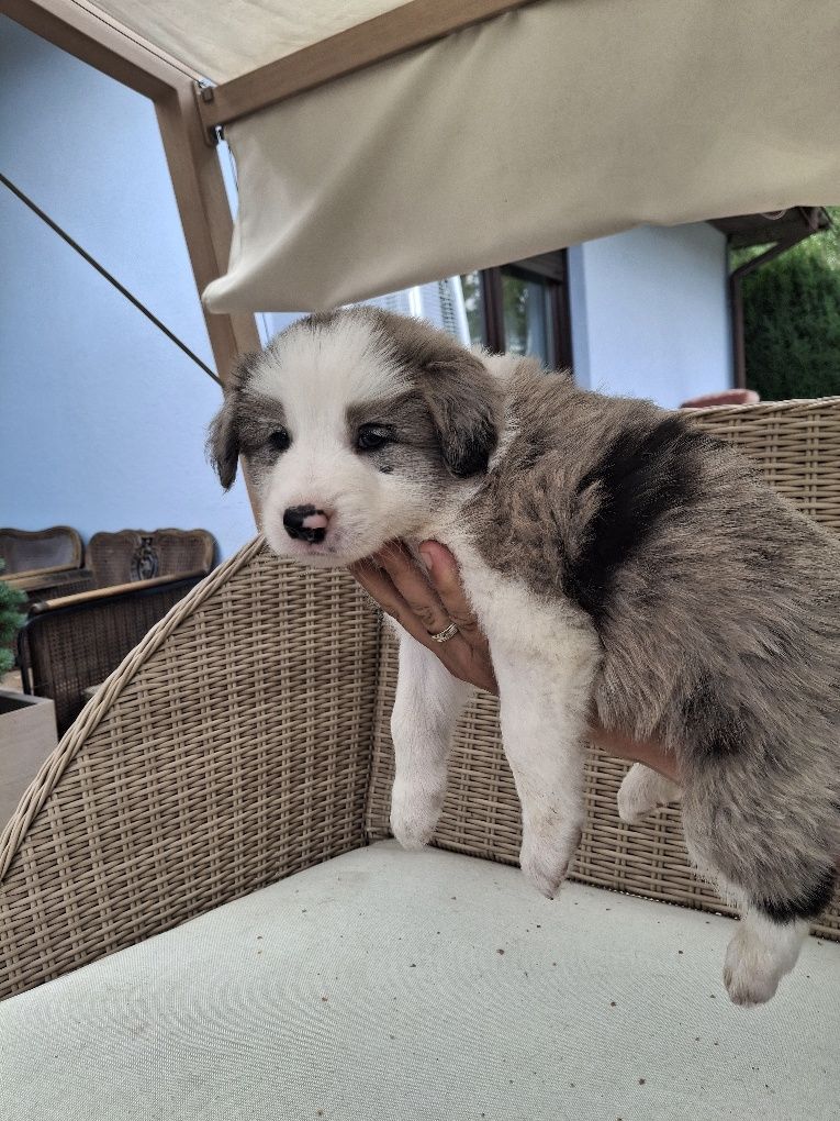 Border collie- chłopiec o oryginalnym umaszczeniu merle ZKwP