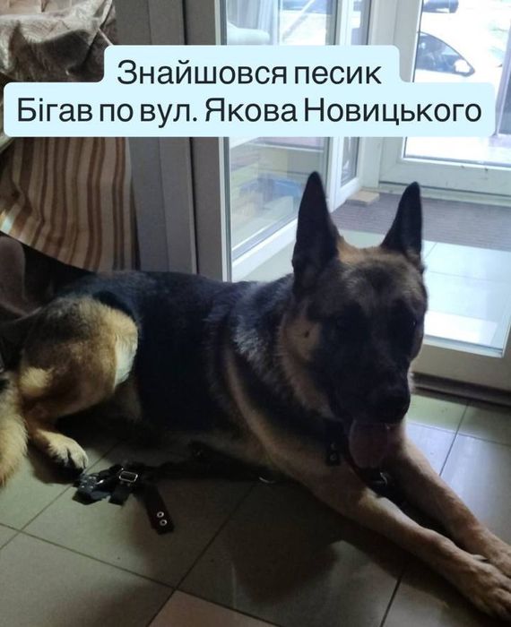Найдена собака ул.Якова Новицкого