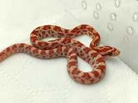 Wąż zbożowy Ultramel het Scaleless, Motley, ph. 50% anery / Samiec