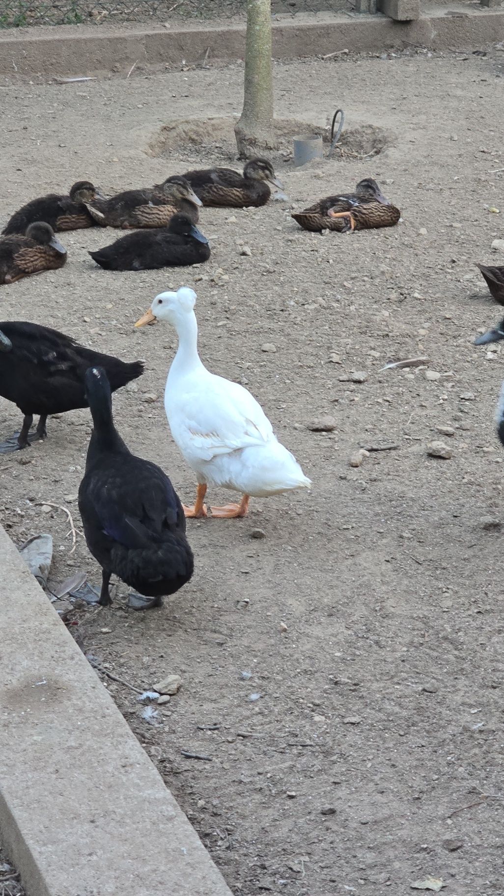 Patos para venda
..
-
-