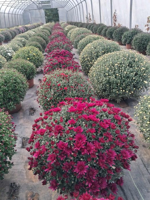 Chryzantemy drobnokwoatowe