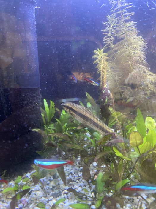 Oddam kosiarkę rybę, w dobre ręce
