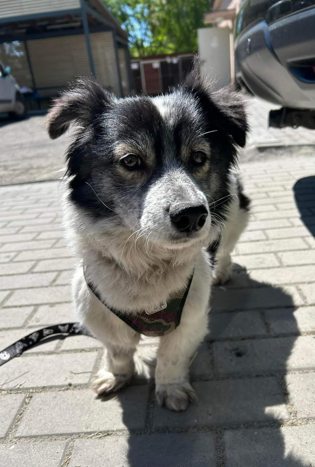 Luna ma około 6 lat i długie życie przed sobą, którego nie chce spędza