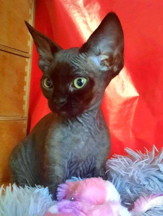 Kocurek Devon Rex