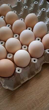 Jajka wiejskie 10zł za 15sztuk