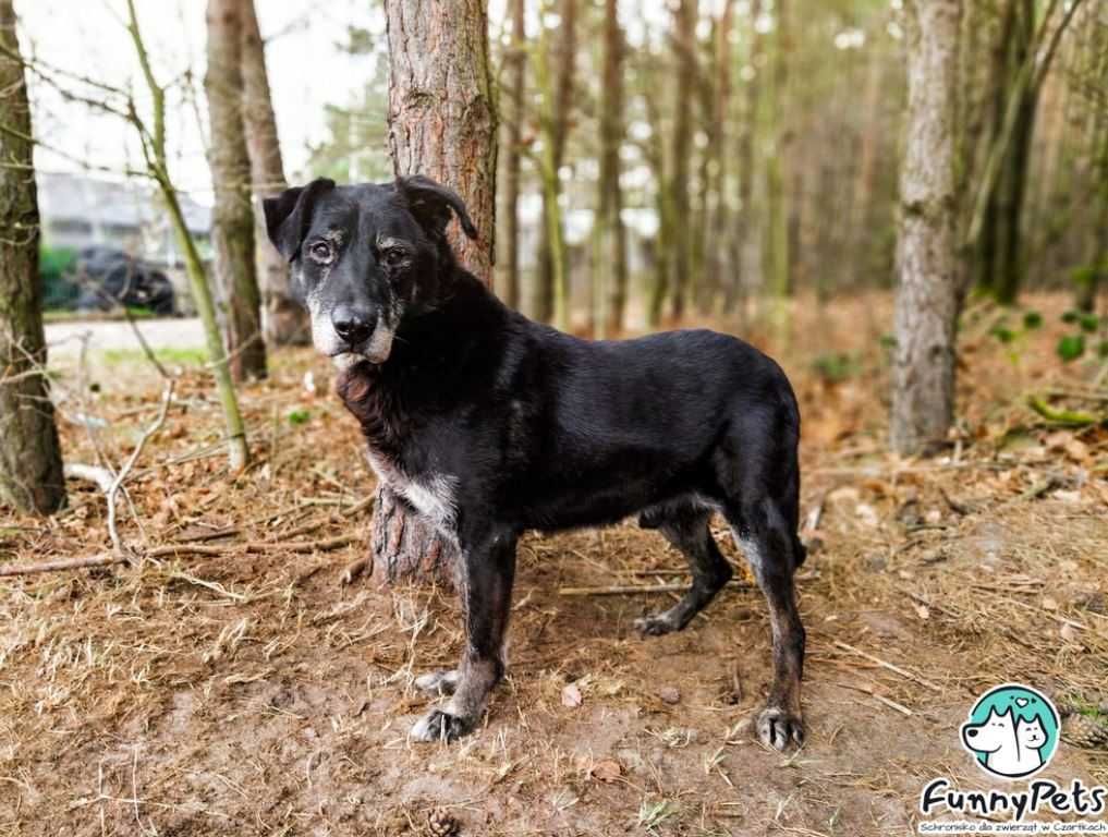 Najgrzeczniejszy psiak w Czartkach, Romano, szuka domu!!!