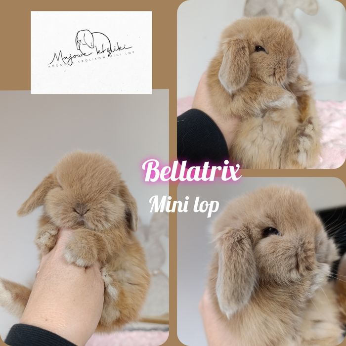 Królik króliczek mini lop hodowla zarejestrowana