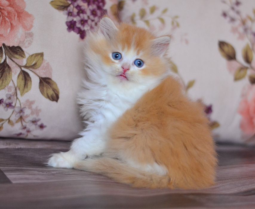 Чарівний британський хлопчик