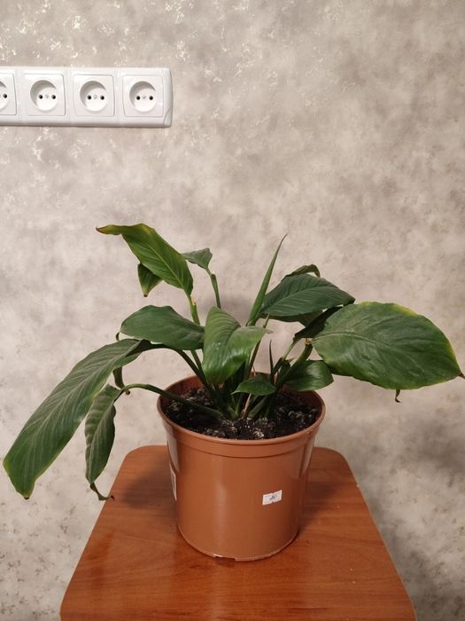 Спатіфілум без горщика