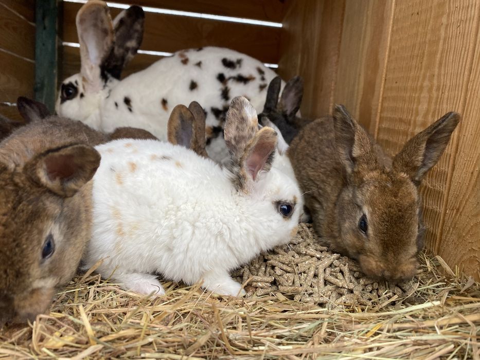 Króliki rex mlode