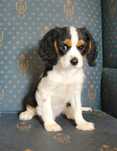 Cavalier king charles spaniel