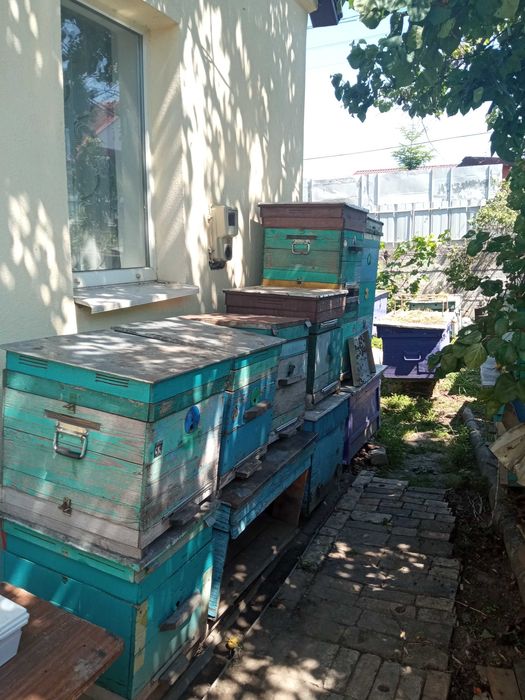 Продам пасеку с инвентарем готовую для основного взятка