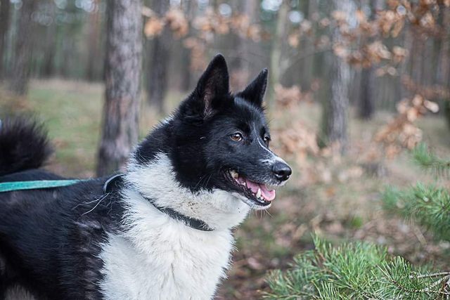 Młoda suczka karelski pies do adopcji