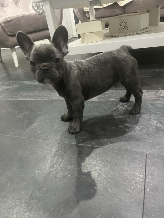 Piesek bulgog francuski szczeniak