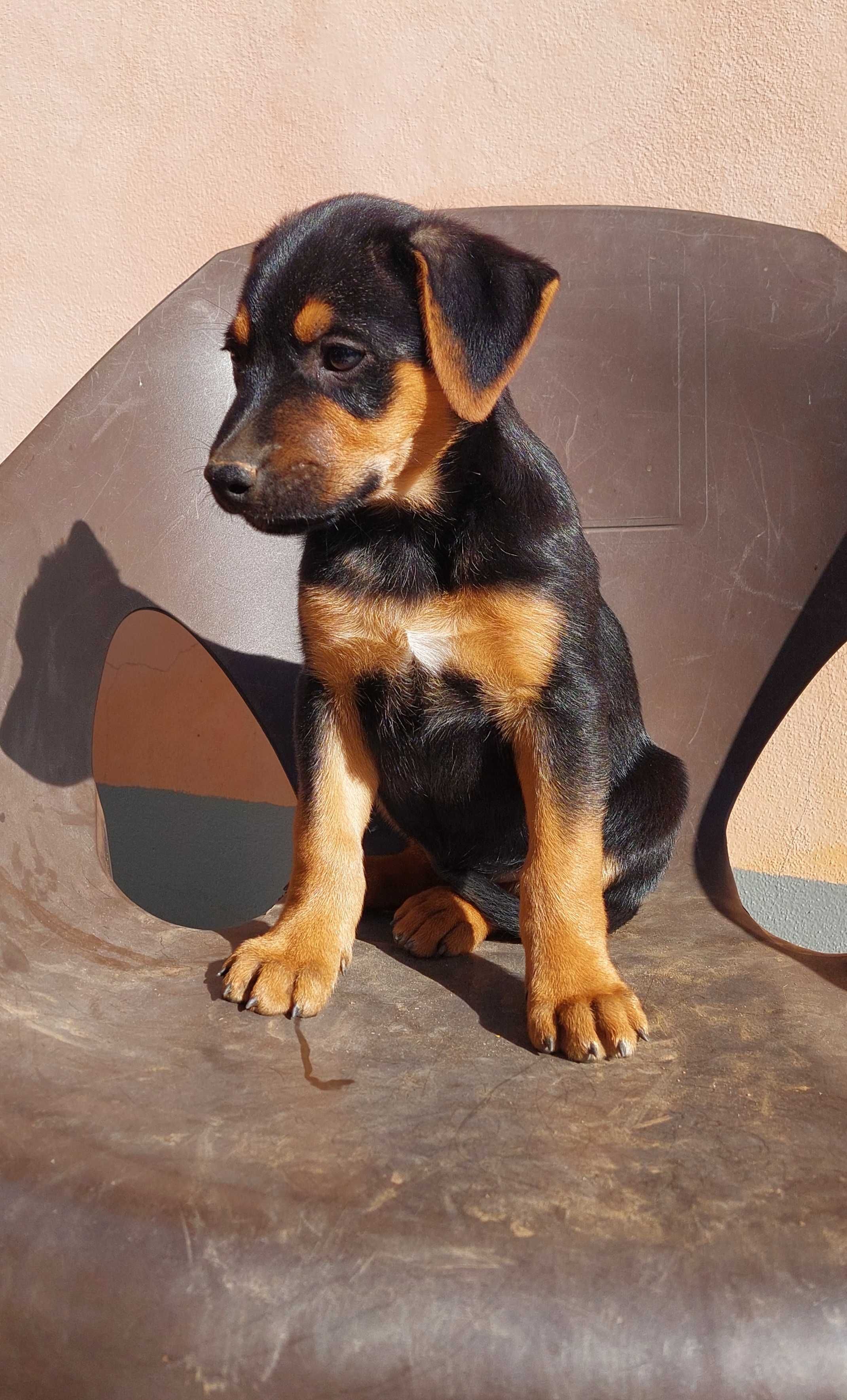 Cães para adoção