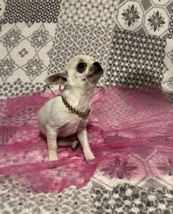 Śliczna biała suczka Chihuahua mini krótkowłosa