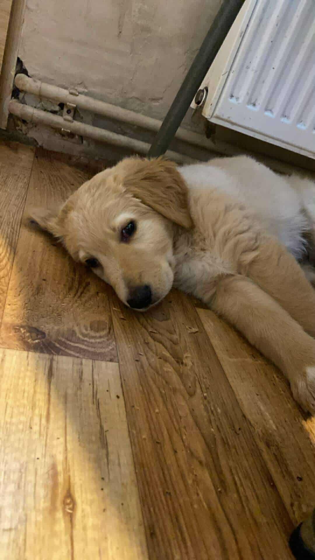 Szczeniak w typie labradora
