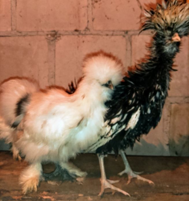 Kury kurczaki jajka jaja lęgowe sebrytka ayam silka brahma czubatka