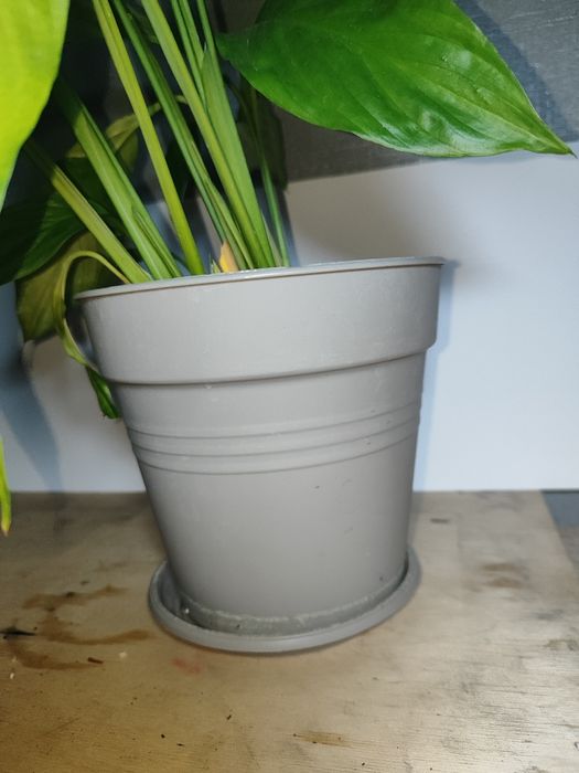 Спатифілум/жіноче щастя/кімнатні рослини