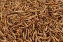 Balmax, Suszone larwy mącznika młynarka / Mealworm /  5kg