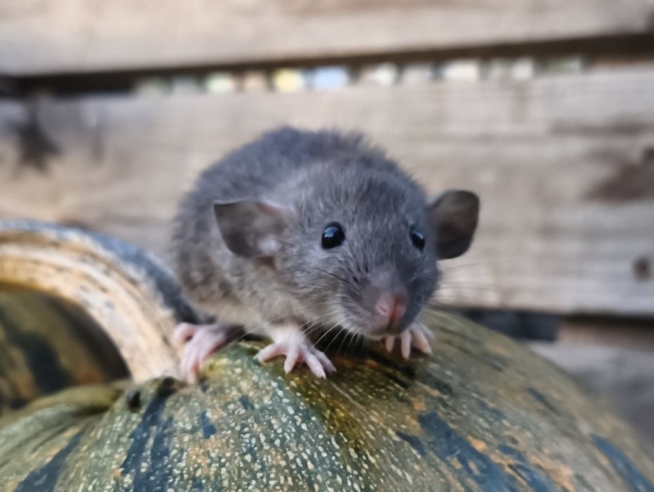 Młode oswojone szczurki samce i samice domowa hodowla, dumbo osowjone
