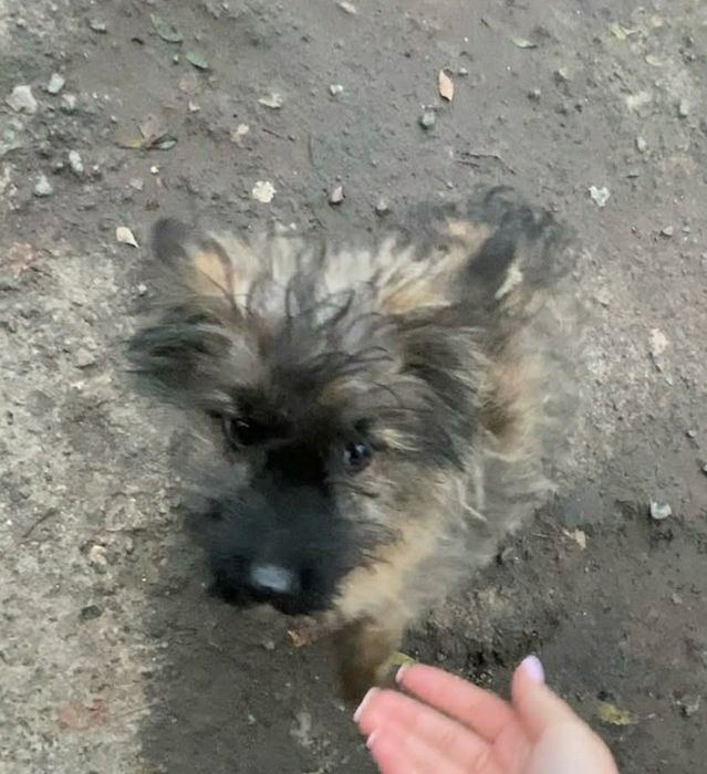 Щеня хлопчик шукає дім, 2,5 місяців